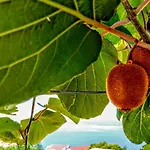 Διαμέρισμα Kiwi & Olive Brela