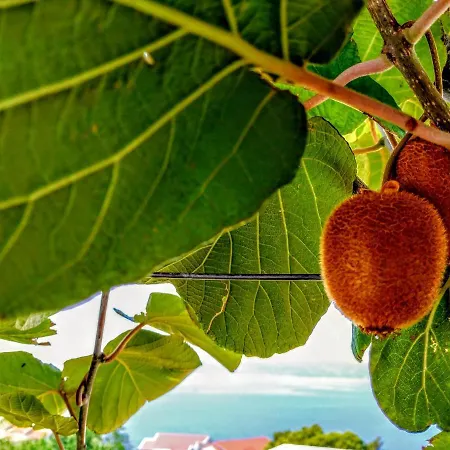 Apartmán Kiwi & Olive Brela