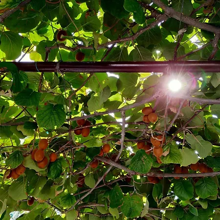 Appartement Kiwi & Olive *