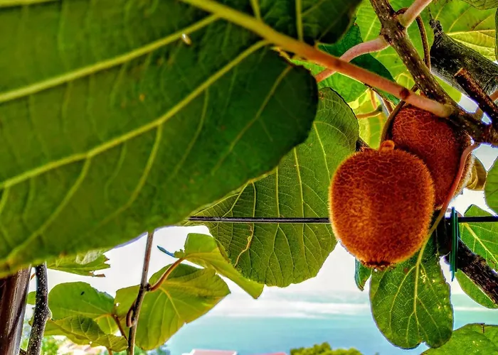 Apartamento Kiwi & Olive Brela